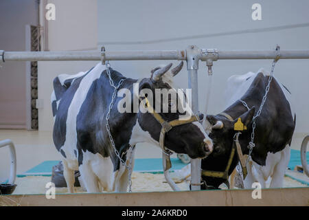 Zwei Kühe melken Heu essen an landwirtschaftlichen Tier Ausstellung, Messe Stockfoto