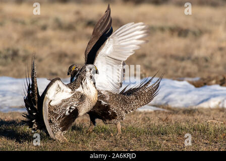 Mehr- sage Grouse auf einem Lek in Colorado Stockfoto