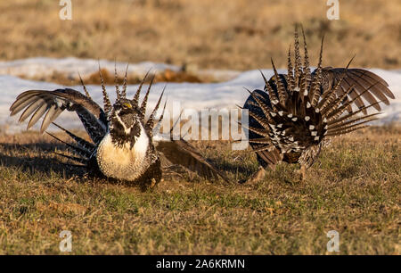 Mehr- sage Grouse auf einem Lek in Colorado Stockfoto