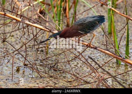 Eine grüne Heron Bereit zum Streik Stockfoto