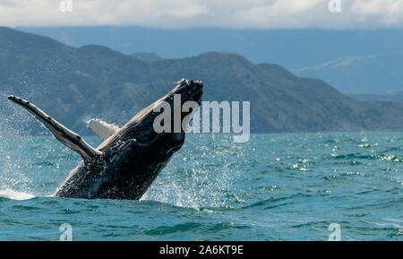 Ein Verstoß gegen Buckelwal vor der Küste von Neuseeland Stockfoto