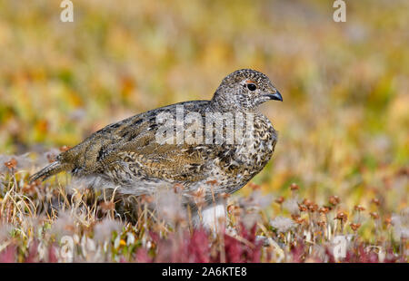 Ein Jugendlicher White-tailed Ptarmigan im Sommer Gefieder Stockfoto