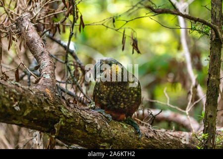 Eine gefährdete Kaka Papagei in Stewart Island, Neuseeland Stockfoto