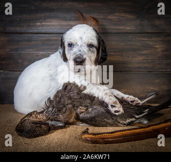 English Setter Welpe Hund mit Messer und Ente Stockfoto