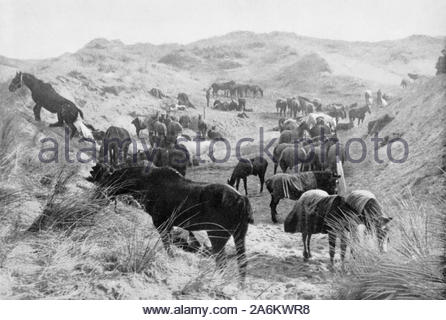 WW 1 Französische Kavallerie Pferde in den Sanddünen in der Nähe von nieuport Belgien, vintage Foto von 1914 Stockfoto