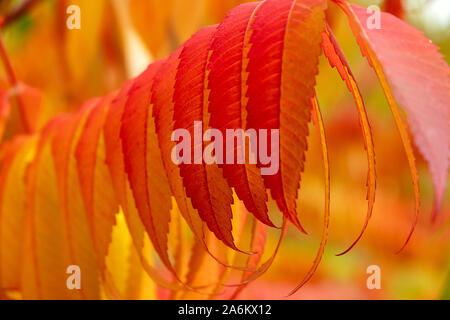 Detailansicht der Blätter einer flammend roten Staghorn sumac Stockfoto