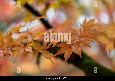 Nahaufnahme der Herbst goldene Blätter eines Acer in Westonbirt Arboretum, Gloucestershire, England, Großbritannien Stockfoto
