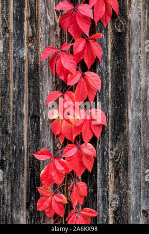 Rot gefärbten Blätter eines Virginia Creeper klettern auf einem alten hölzernen Scheune im Herbst Stockfoto