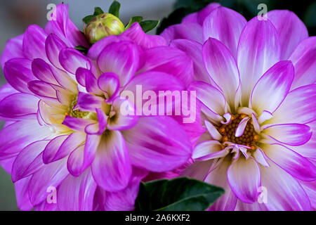 Nahaufnahme der beiden offenen Dahlien Blüten noch geschlossen Stockfoto