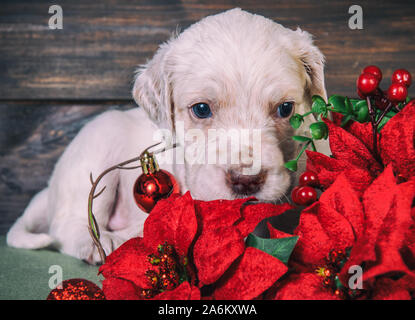 English Setter Welpen mit Weihnachtsstern rot Blumen. Stockfoto