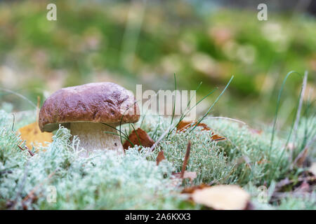 Ein Porcini-pilzen (Boletus edulis) im Herbst im Wald Stockfoto