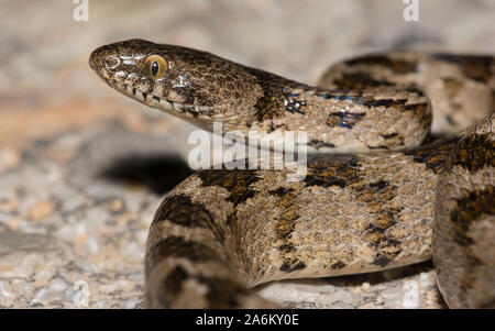 Europäische Cat Snake (Telescopus fallax) auf der griechischen Insel Milos, Kykladen, Griechenland. Stockfoto