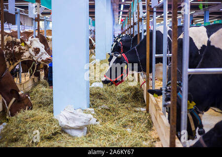 Kühe Heu Essen in Dairy Farm Stockfoto