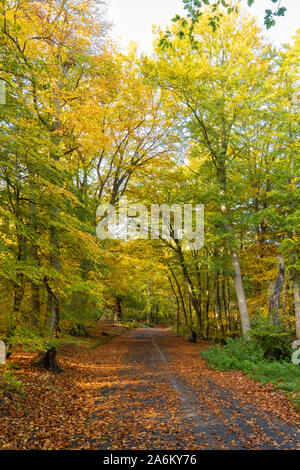 Burnham Beeches National Nature Reserve im Herbst, Buckinghamshire, Großbritannien Stockfoto