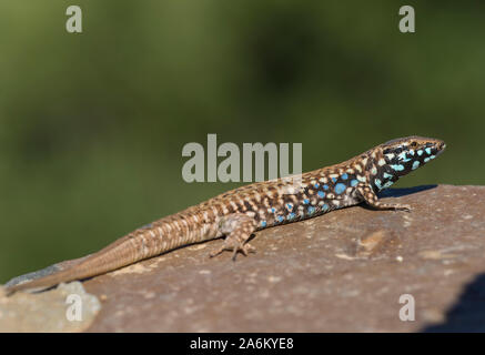 Männliche Milos Wand Eidechse (Podarcis milensis) Sonnenbaden auf einer Wand auf der griechischen Insel Milos, Kykladen, Griechenland. Stockfoto