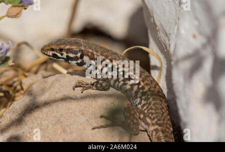 Männliche Milos Wand Eidechse (Podarcis milensis) Sonnenbaden auf einer Wand auf der griechischen Insel Milos, Kykladen, Griechenland. Stockfoto