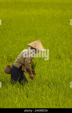 Tam Coc, Ninh Binh/Vietnam - 11. März 2019: ein Mann auf einem Reisfeld. Stockfoto