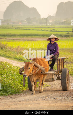 Tam Coc, Ninh Binh/Vietnam - 11. März 2019: Eine lokale vietnamesische Frau sitzt auf einem Ochsenkarren in einer wunderschönen Landschaft. Stockfoto