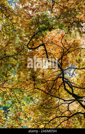 Die Sonnenbeschienenen goldene Blätter der japanischen Ahorn Acer amoenum im Herbst in Westonbirt, Gloucestershire, England, Großbritannien Stockfoto