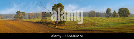 Panorama der Herbst. Bäume in der Nähe des Waldes, den Schlüssel der Gänse gegen den blauen Himmel fliegen Stockfoto