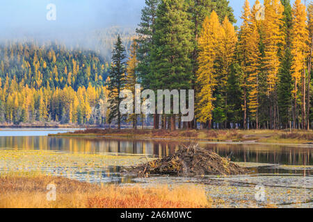 Beaver Lodge in einer seichten Bucht von Seeley See unter Lärche im Herbst Farbe bei Seeley Lake, Montana Stockfoto