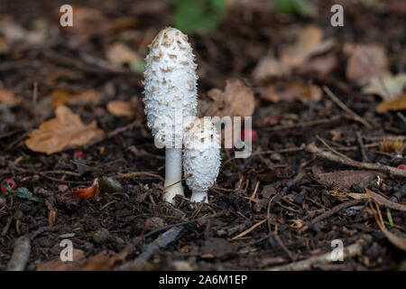 Nahaufnahme eines weißen Shaggy Inkcap / Coprinus comatus (Lawyers Perücke Pilz) wächst auf dem Waldboden in Westonburt Arboretum, England, Großbritannien Stockfoto