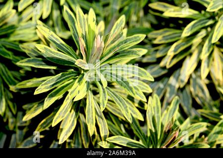 Euphorbia 'Ascot Rainbow' Stockfoto