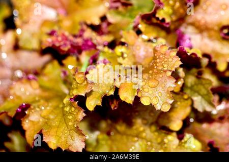 Laub von Heuchera Stockfoto