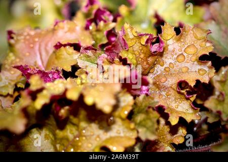 Laub von Heuchera Stockfoto