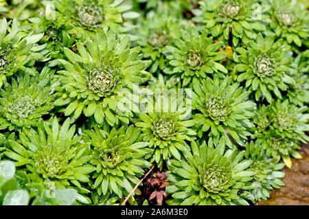 Saftige Stockfoto