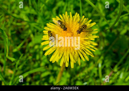 Gelb schöne Löwenzahn mit drei Insekten auf die Blume. Stockfoto