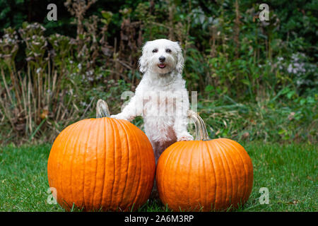 Kleinen weißen Hund lächelnd mit Pfoten auf zwei große orange Kürbisse Stockfoto