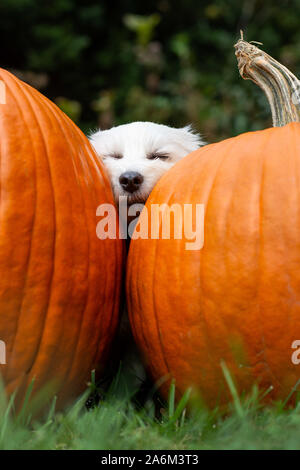 Kleinen weißen Hund schlafen Gemütliche zwischen zwei grosse orange Kürbisse draußen im Gras Stockfoto