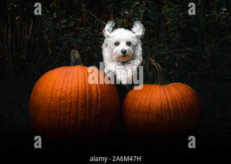 Kleinen weißen Hund fliegen über zwei orange Kürbisse Stockfoto