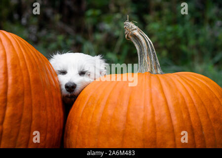 Kleinen weißen Hund schlafen mit dem Kopf zwischen zwei große Kürbisse Stockfoto