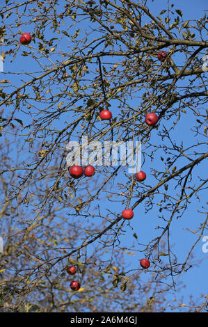 Rote reife Äpfel auf einem Apple Tree Branch Stockfoto