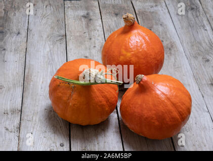 Uchiki kuri Squash, ein Kürbis Art Gemüse wie Zwiebeln, Squash, das wie ein kleiner Kürbis bekannt Stockfoto