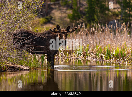Bull Moose at Waters Edge im Frühjahr Stockfoto
