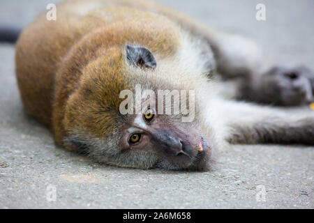 Portrait von gebohrt Affe mit leuchtend gelben Augen in die Kamera. Krabbe - Essen macaque oder die lange-Macaque liegen und der Rest. Singapur. Stockfoto