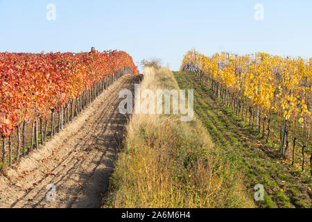 Reihen von Rot und Gelb leaved europäischen Weinreben (Vitis vinifera) wächst in der beliebten Weinbaugebiet von Langenlois, Niederösterreich Stockfoto