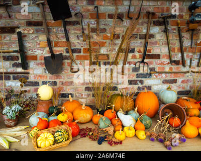 Ein Gewächshaus Anzeige von den vielen Arten der Kürbis in Helmsley Walled Garden North Yorkshire aufgewachsen mit alten Garten mautgebühren an der Wand hinter Stockfoto