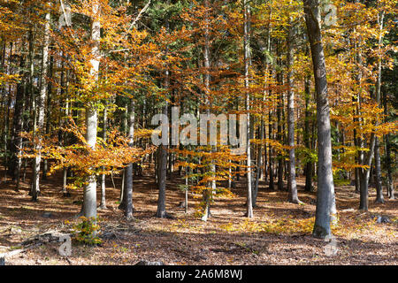 Bunte Buche (Fagus sylvatica) und Douglasien (pseudotsuga menziesii) in einem Wald im Herbst/Herbst mit gelben und orangen Blätter, Österreich Stockfoto