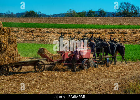 Amish farmers Ernten von Heu, Lancaster County in Pennsylvania. Stockfoto