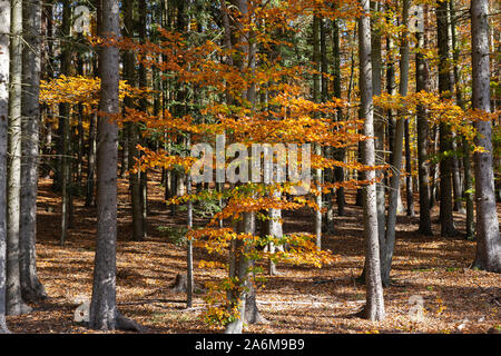 Bunte Buche (Fagus sylvatica) und Douglasien (pseudotsuga menziesii) in einem Wald im Herbst/Herbst mit gelben und orangen Blätter, Österreich Stockfoto