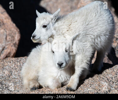 Adorable Bergziege Kid Geschwister in der Colorado Rocky Mountains Stockfoto