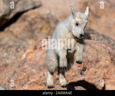 Eine entzückende Mountain Goat Kid in den Rocky Mountains von Colorado Stockfoto