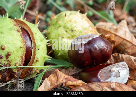 Rosskastanie Aesculus hippocastanum conkers auf dem Boden im Park close-up Stockfoto