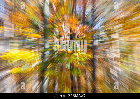 Eine abstrakte Twist zoom verschwommenes Bild von Laub- Gemeine buche Bäume im Herbst/Herbst mit bunten Blätter gelb und orange in Österreich, Europa Stockfoto