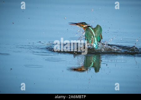 Eisvogel in nur Planschleifen mit seinem Spiegelbild im Wasser Stockfoto