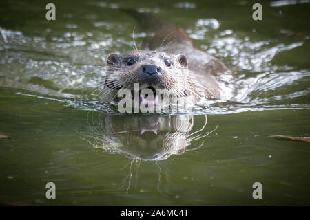 Otter Schwimmen in der Nähe mit Reflexion Stockfoto